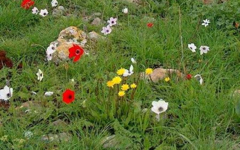 أجواء ربيعية الاربعاء والخميس