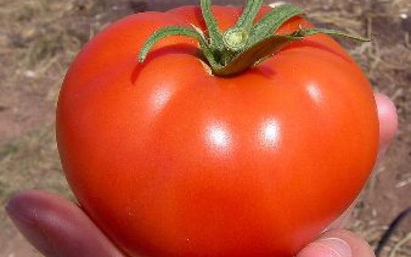 "الذبول التبقعي" يهدد المناطق الشفا غورية