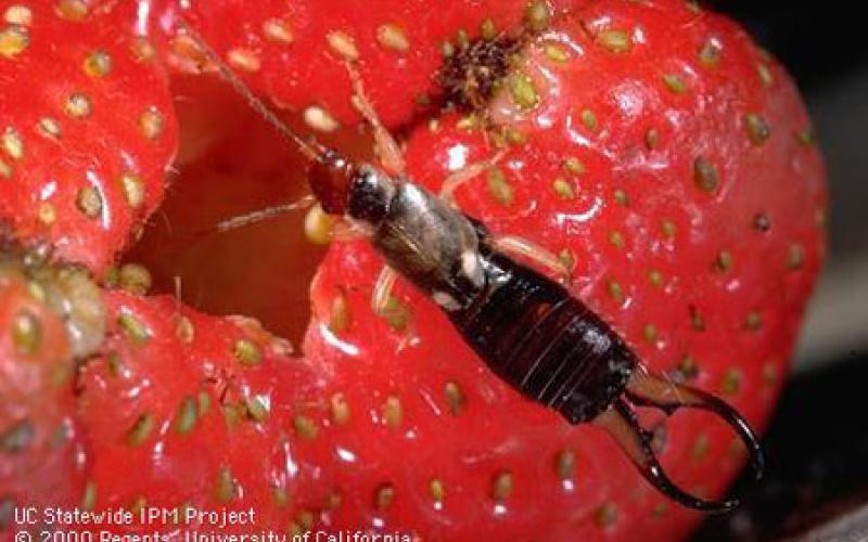 العواودة لا علاقة بين تلوث القناة وانتشار حشرة التربس