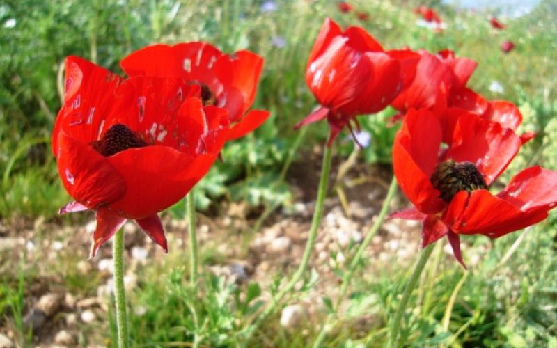 اربد خالية من آفة دودة الزرع