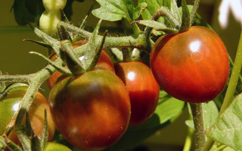 حسب وزير الزراعية المزارعون هم سبب انتشار الذبول التبقعي!