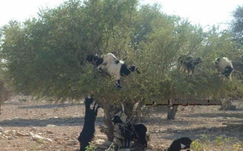مواطن يقتحم بجرافة متنزه في الأغوار