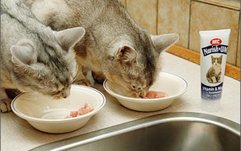 مالية النواب تبحث دخول طعام للقطط للسوق وتحيل مخالفات لمجلسها