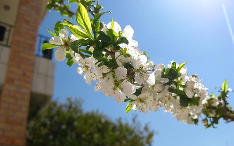 15% من الاردنيين يتحسسون من الربيع