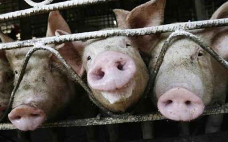 النائب ذنيبات يسأل عن"الوقاية من انفلونزا الخنازير"