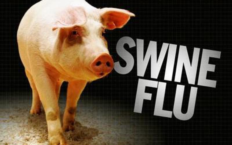 حقائق عن إنفلونزا الخنازير