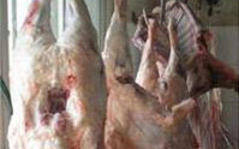 الزراعة النيابية تتفق مع المصري بالتحفظ على شحنة العجول