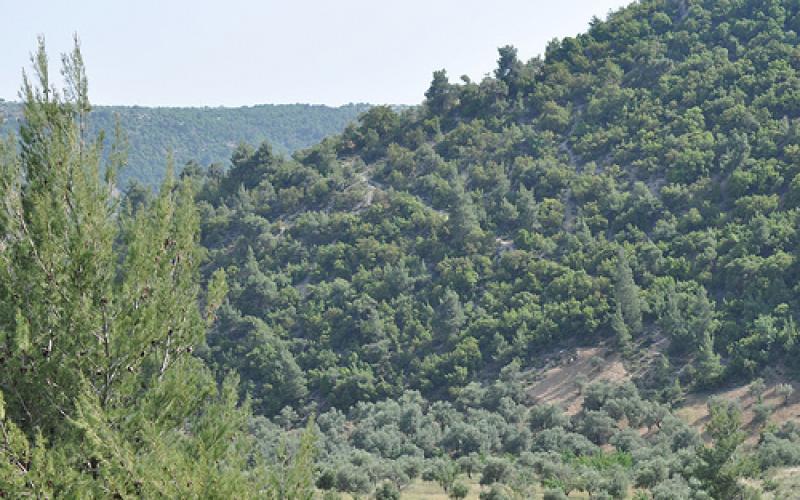 القبض على سجين فار في غابات عجلون