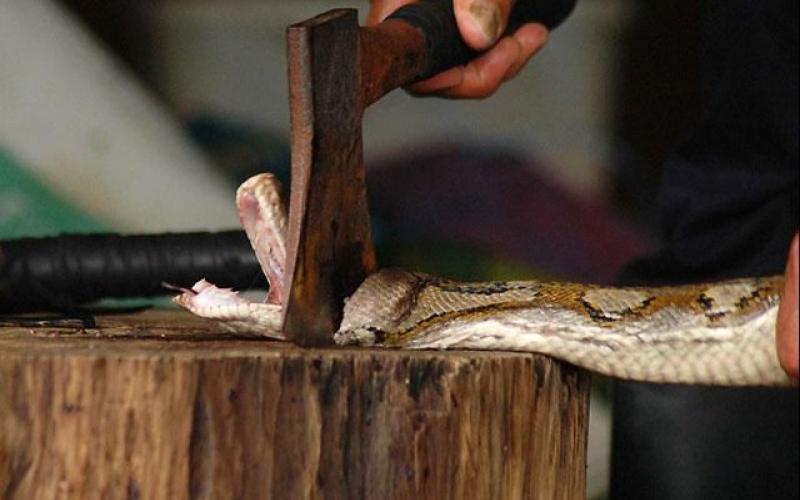 أفاعي تعشش بمجمع ضرار الرياضي في دير علا