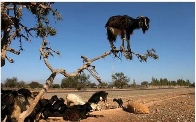 السعودية ترفع الحظرعلى استيراد الأغنام من الأردن