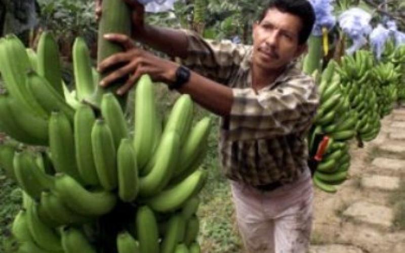 ارتفاع أسعار تأجير الوحدات الزراعية