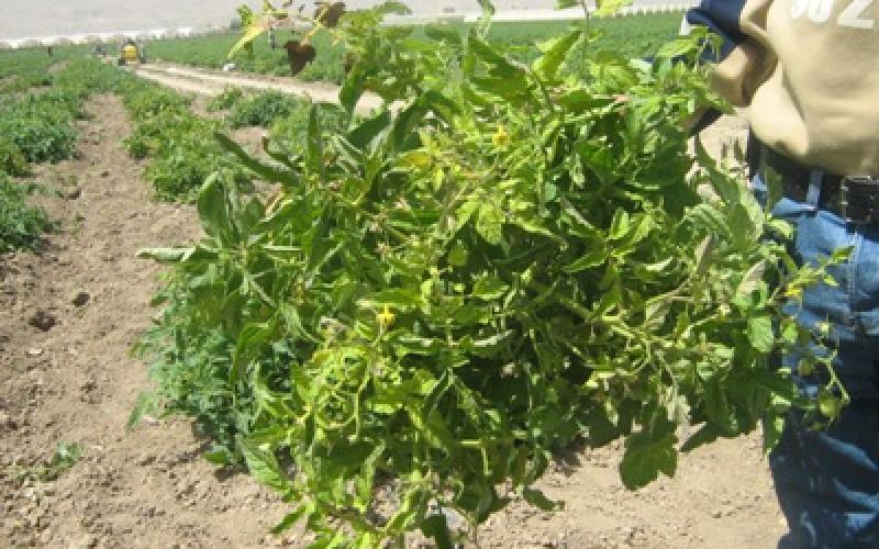 مزارعون مستمرون باستخدام السماد غير المعالج