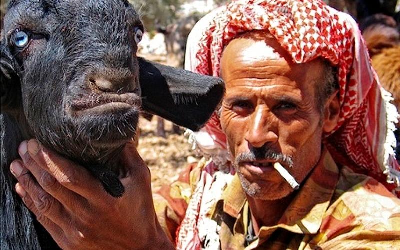 انخفاض أعداد الأغنام في المملكة