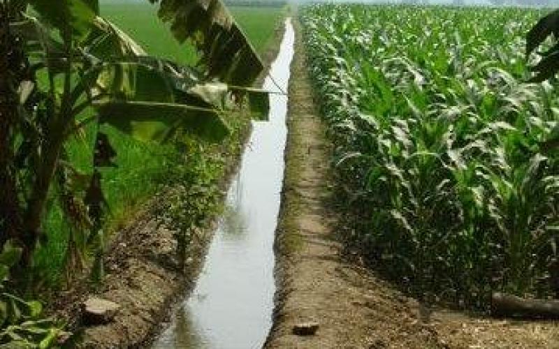 مزارعو الكرامة يعانون نقص مياه الري