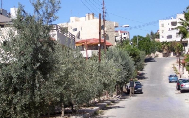 الاقتراب من إزالة أشجار الزيتون من أرصفة العاصمة