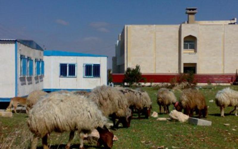 خراف داخل الجامعة!