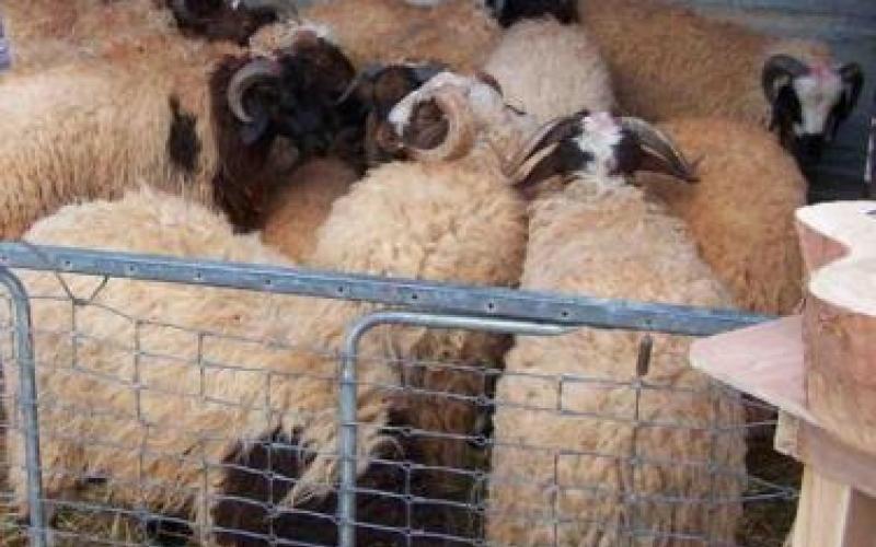 الأمانة تمدد فترة استقبال الطلبات للحصول على حظائر لبيع وذبح الاضاحي