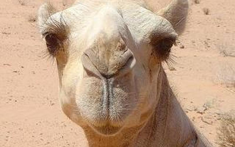 حادث سير مع جمل يخلف إصابتين في معان